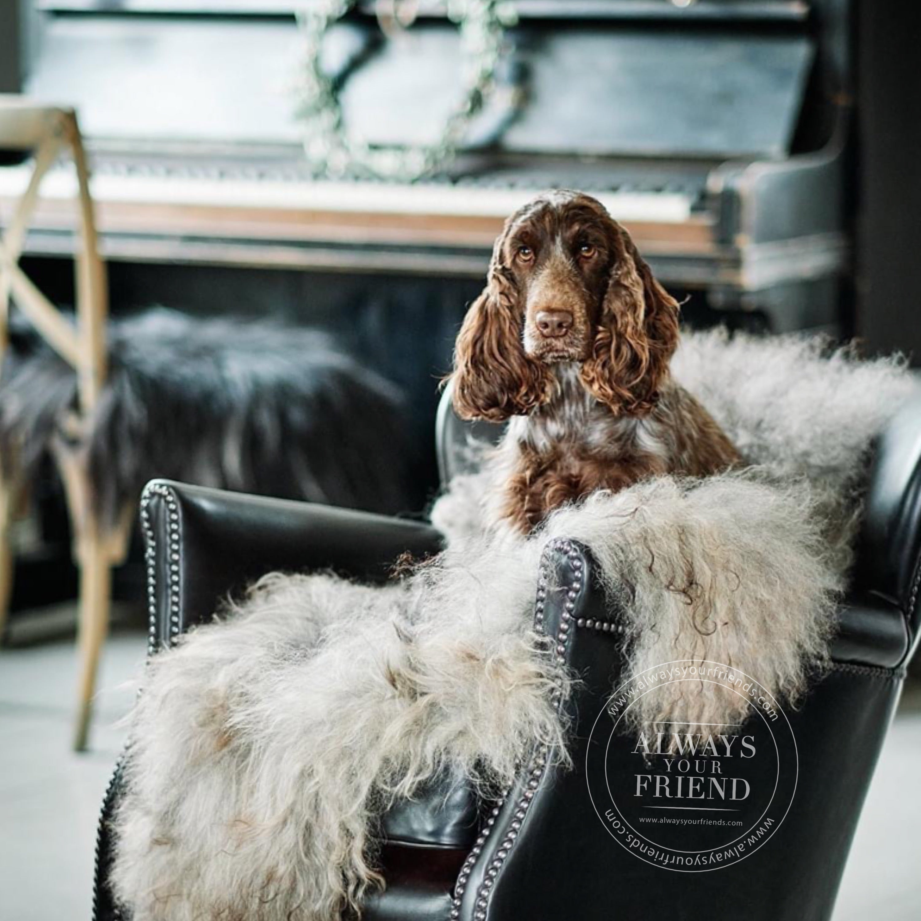 AYF RECOMMENDATION FOR THE BREED